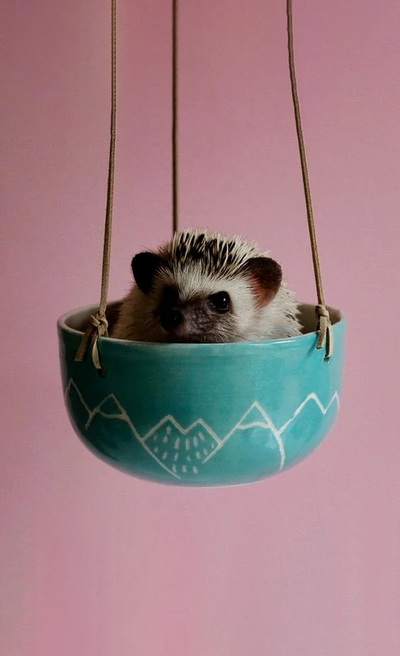 Hình nền con Nhím cute cho điện thoại