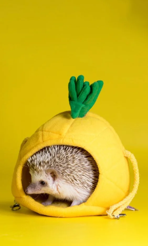 Hình nền con Nhím cute cho điện thoại