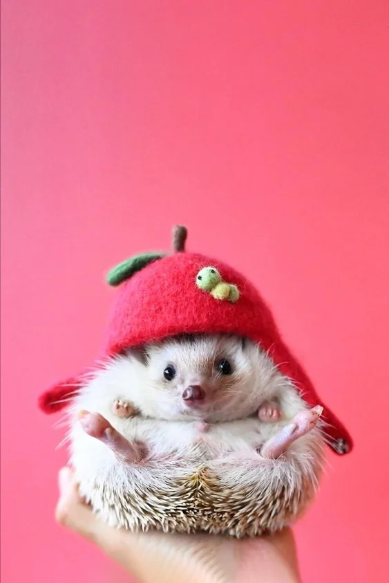 Hình nền con Nhím cute cho điện thoại