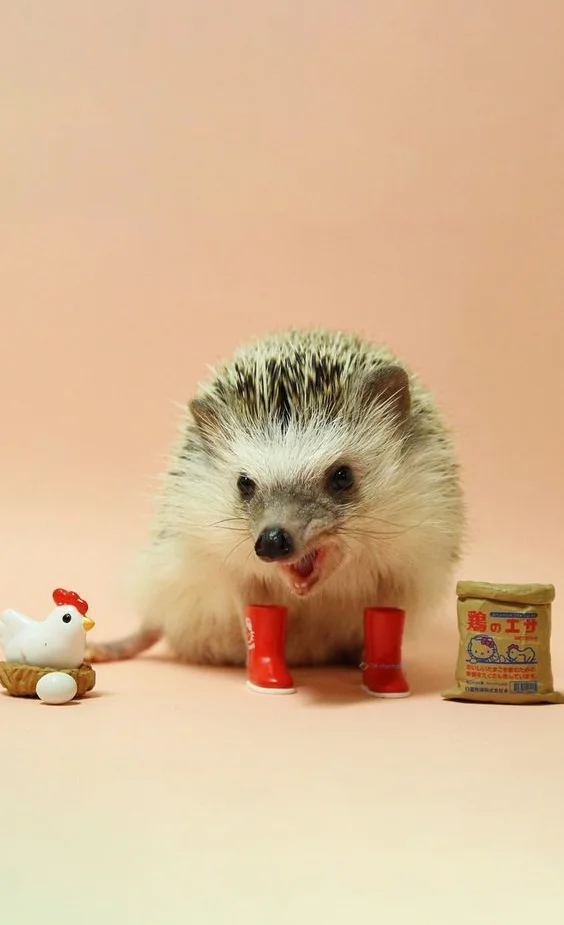 Hình nền con Nhím cute cho điện thoại