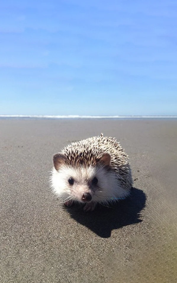 Hình nền con Nhím cute cho điện thoại