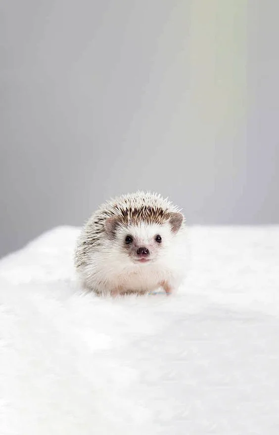 Hình nền con Nhím cute cho điện thoại