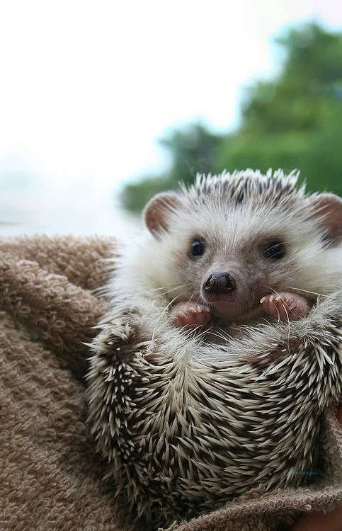 Hình nền con Nhím cute cho điện thoại