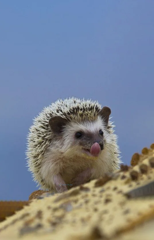 Hình nền con Nhím cute cho điện thoại