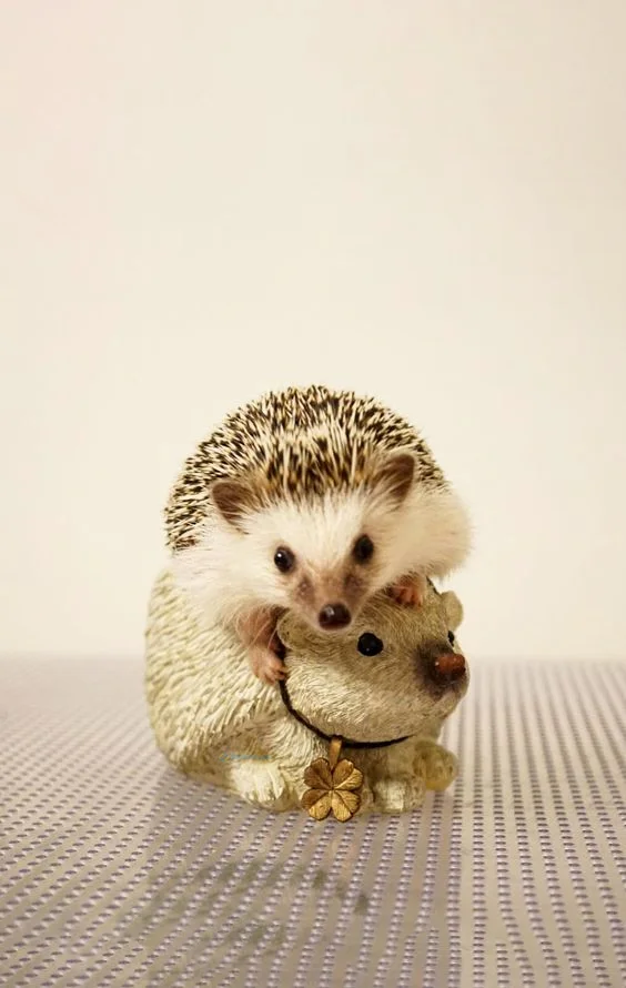 Hình nền con Nhím cute cho điện thoại