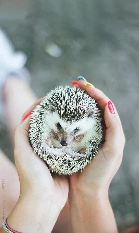 Hình nền con Nhím cute cho điện thoại