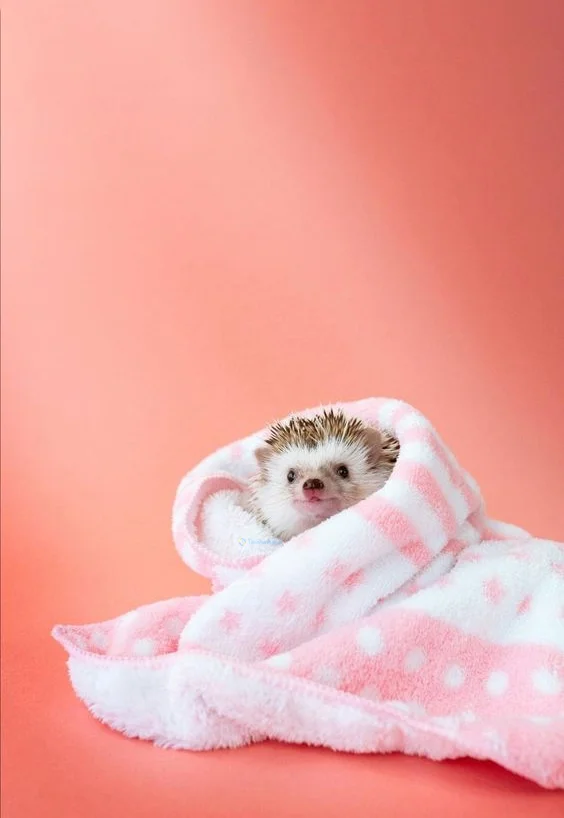 Hình nền con Nhím cute cho điện thoại