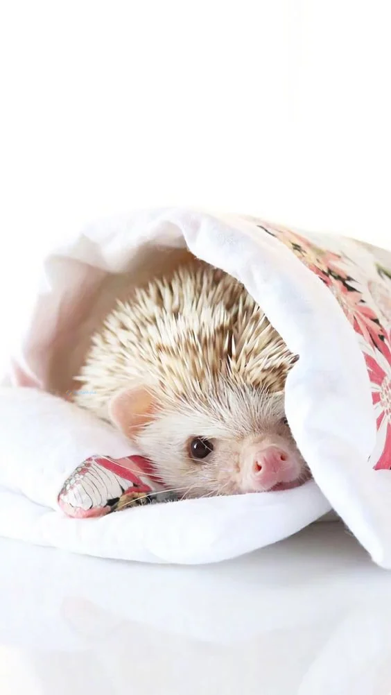 Hình nền con Nhím cute cho điện thoại