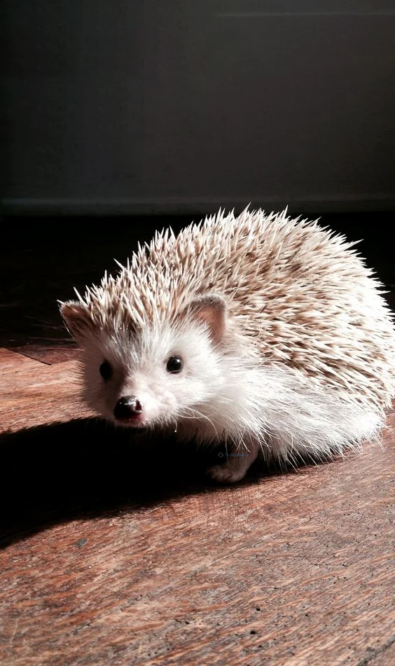 Hình nền con Nhím cute cho điện thoại