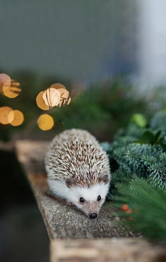 Hình nền con Nhím cute cho điện thoại