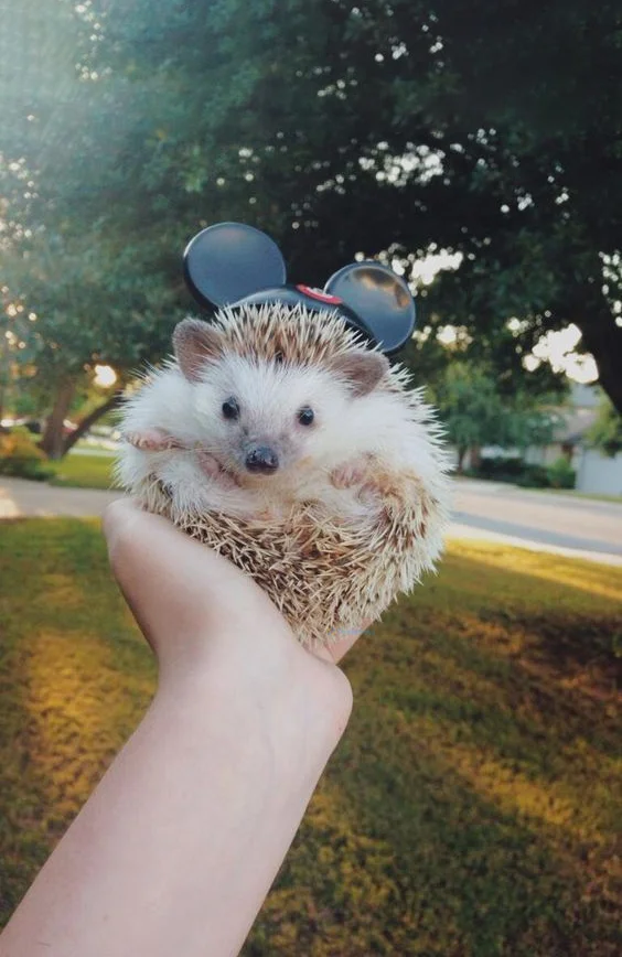 Hình nền con Nhím cute cho điện thoại