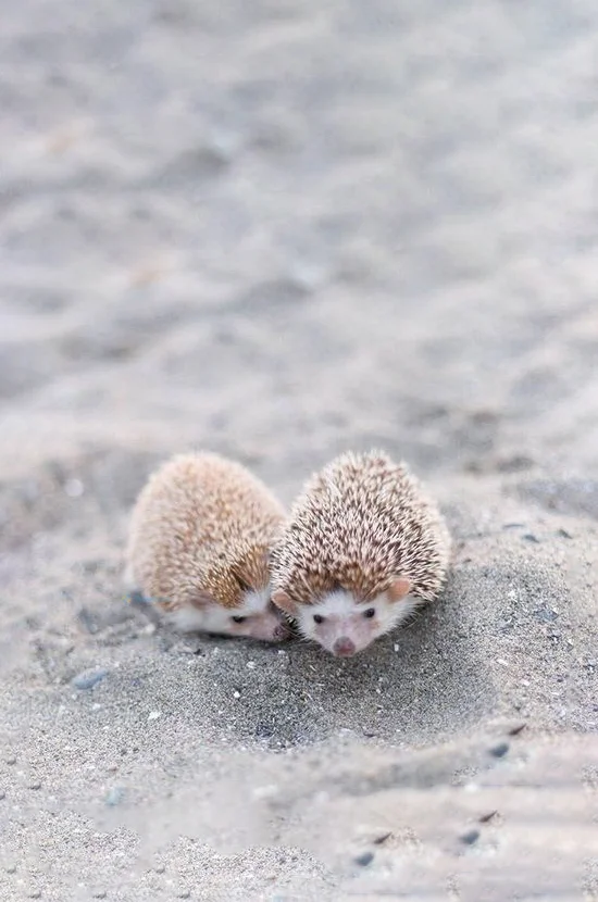 Hình nền con Nhím cute cho điện thoại