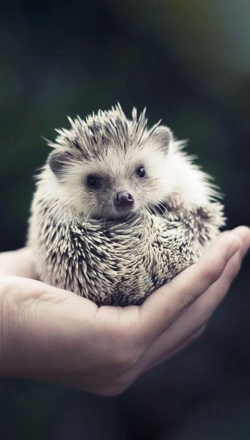 Hình nền con Nhím cute cho điện thoại