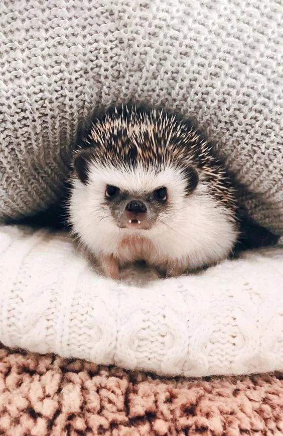 Hình nền con Nhím cute cho điện thoại