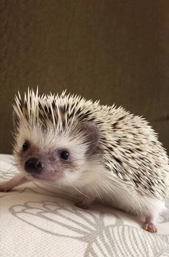 Hình nền con Nhím cute cho điện thoại