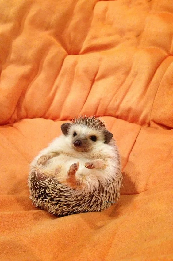 Hình nền con Nhím cute cho điện thoại