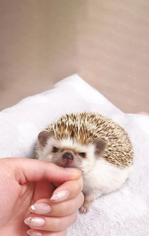 Hình nền con Nhím cute cho điện thoại