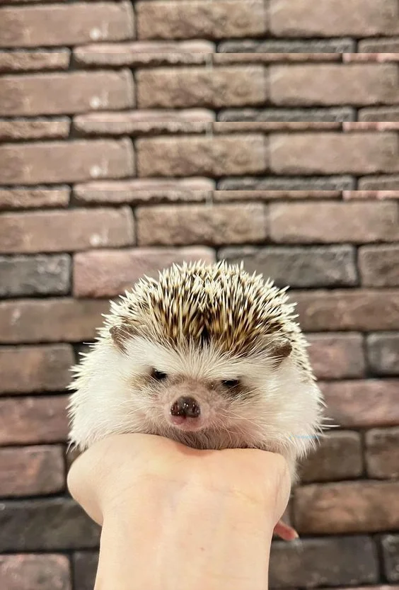 Hình nền con Nhím cute cho điện thoại