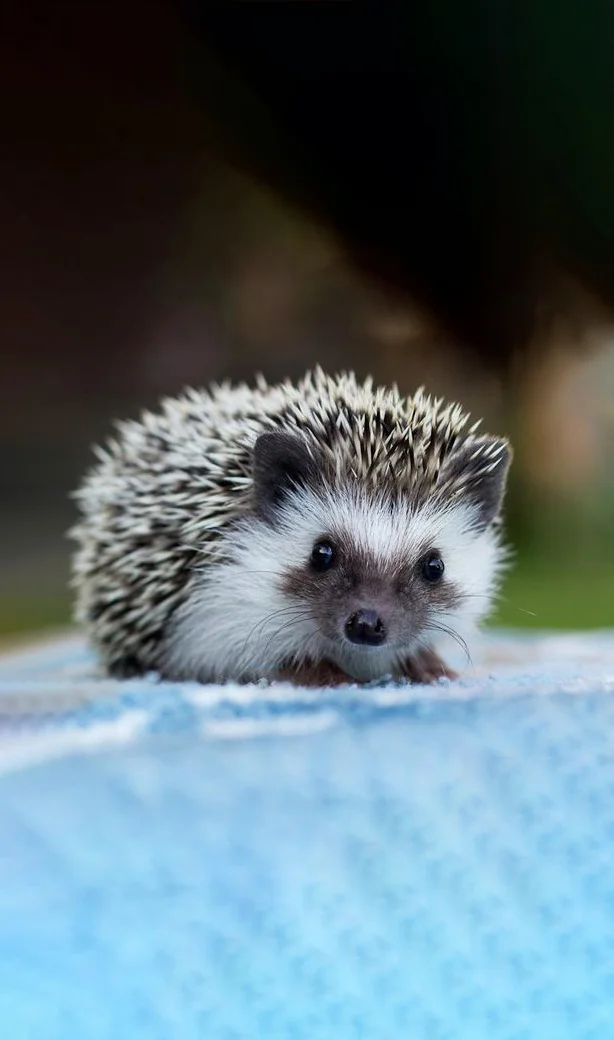 Hình nền con Nhím cute cho điện thoại