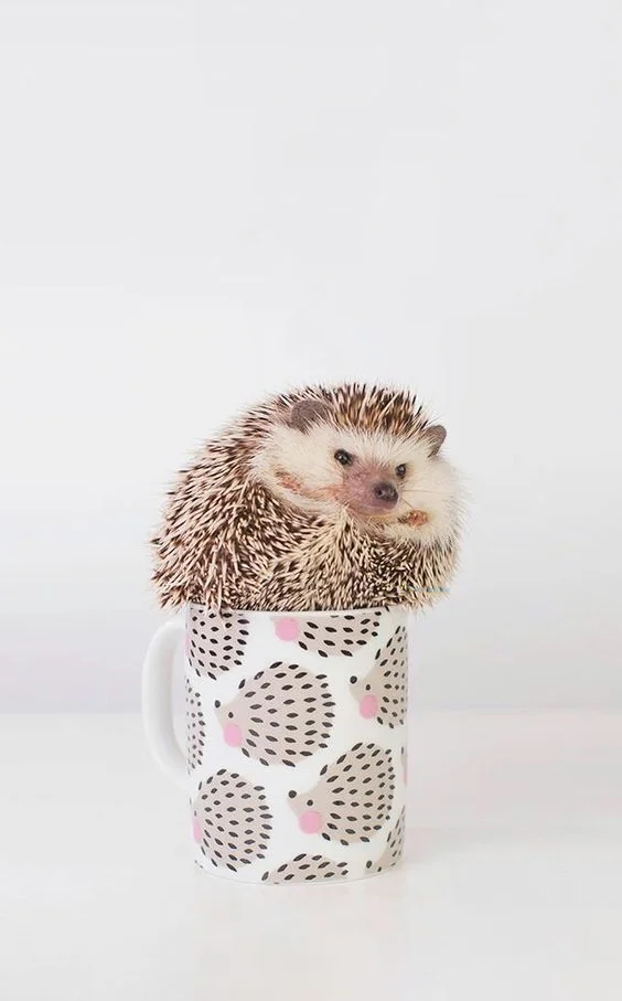 Hình nền con Nhím cute cho điện thoại