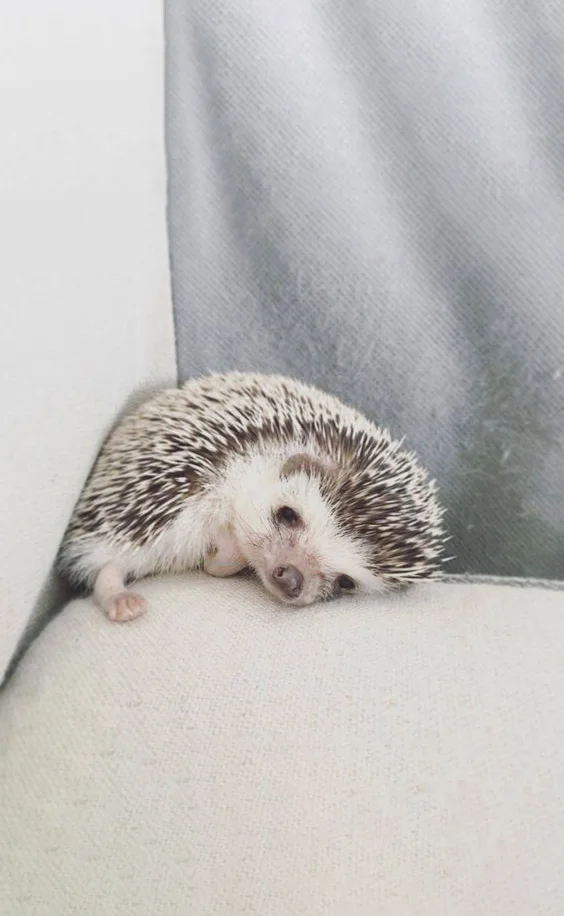 Hình nền con Nhím cute cho điện thoại