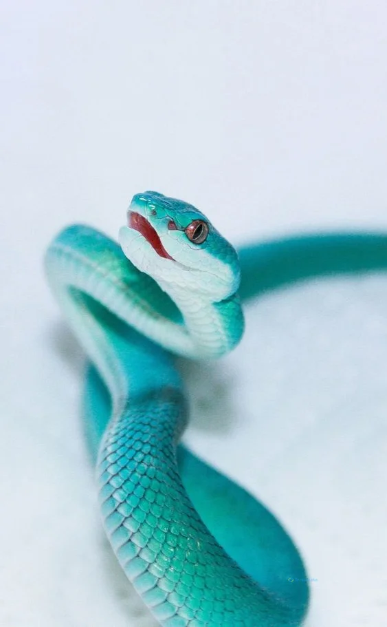 Hình nền con Rắn cho điện thoại