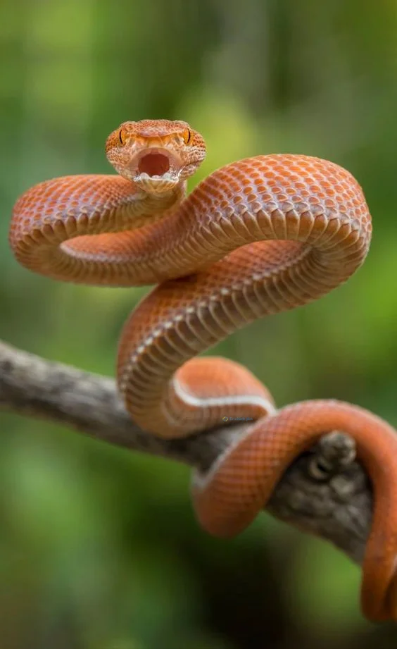 Hình nền con Rắn cho điện thoại