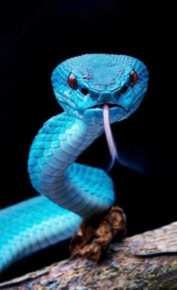 Hình nền con Rắn cho điện thoại