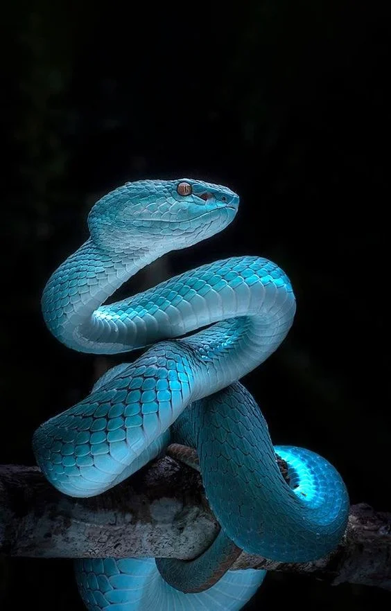 Hình nền con Rắn cho điện thoại