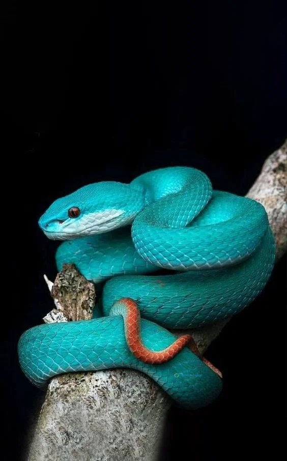 Hình nền con Rắn cho điện thoại