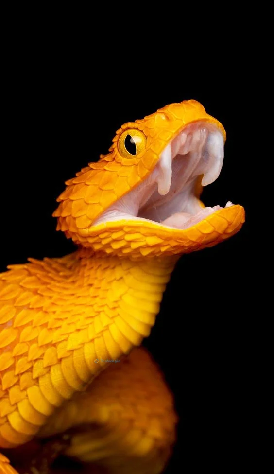 Hình nền con Rắn cho điện thoại