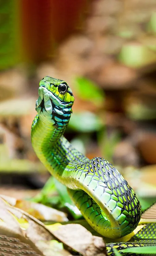 Hình nền con Rắn cho điện thoại