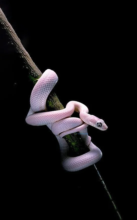 Hình nền con Rắn cho điện thoại