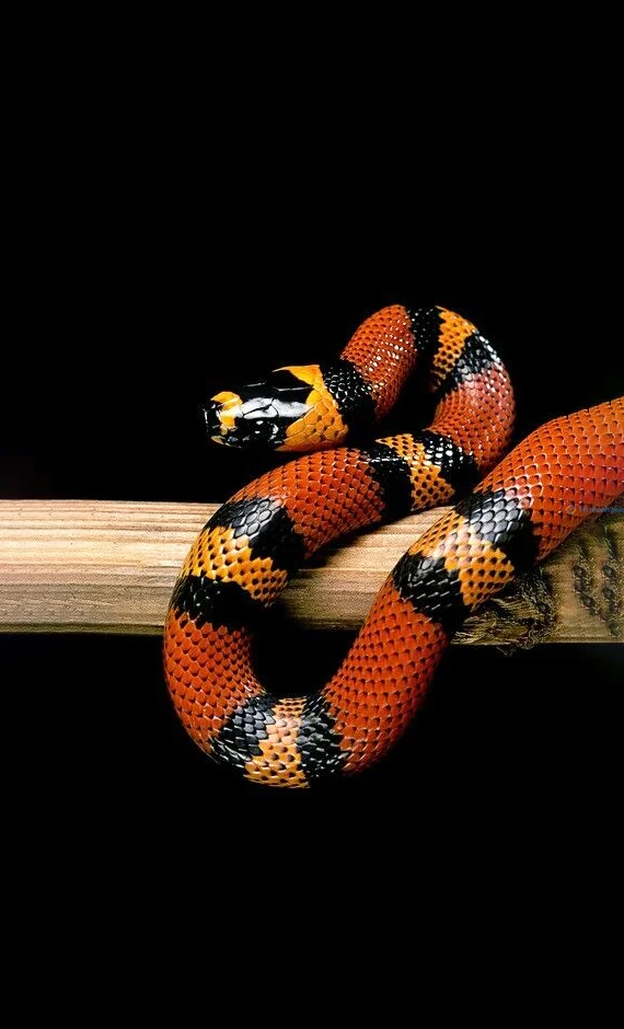 Hình nền con Rắn cho điện thoại