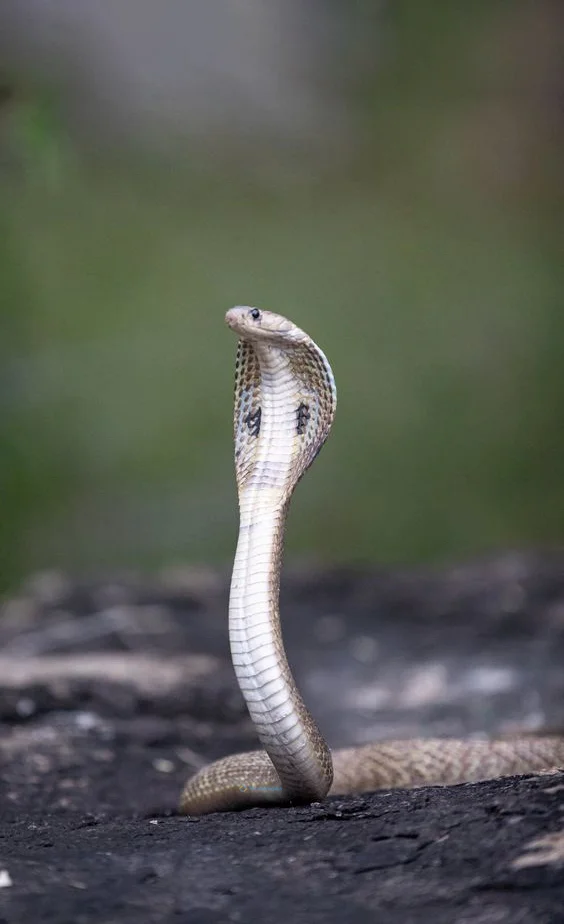 Hình nền con Rắn cho điện thoại