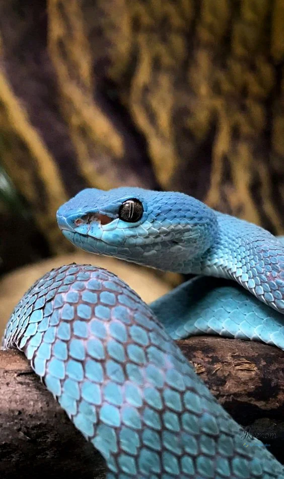 Hình nền con Rắn cho điện thoại