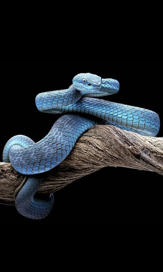 Hình nền con Rắn cho điện thoại