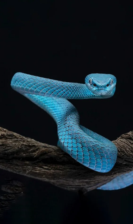 Hình nền con Rắn cho điện thoại