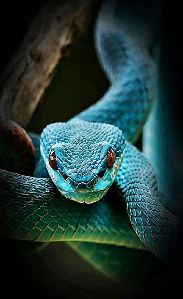 Hình nền con Rắn cho điện thoại