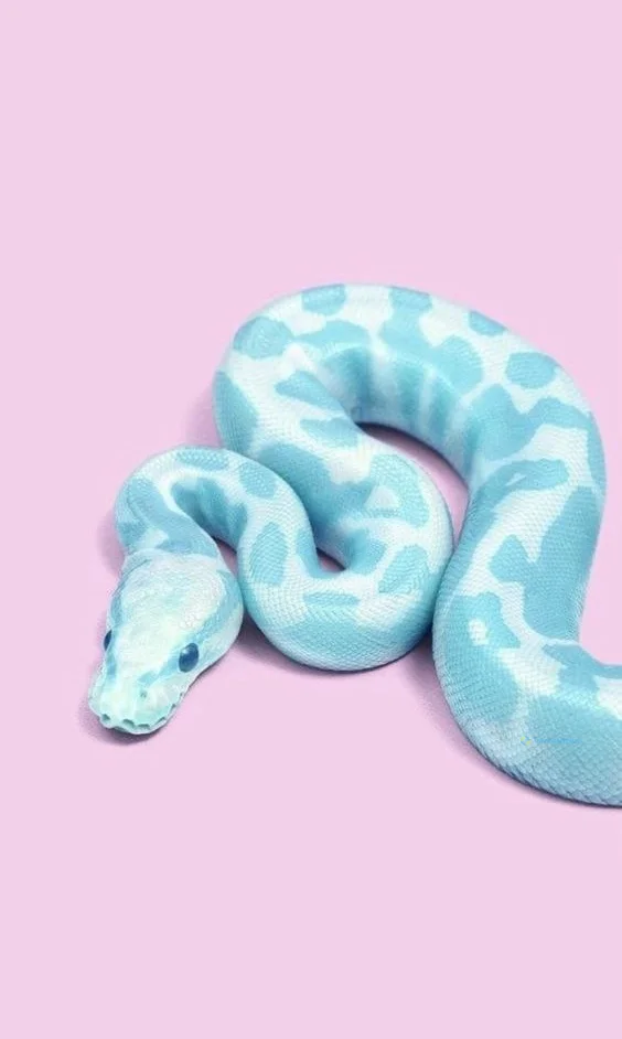 Hình nền con Rắn cho điện thoại