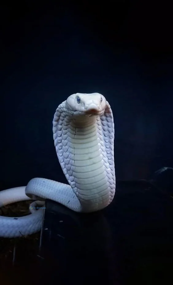 Hình nền con Rắn cho điện thoại