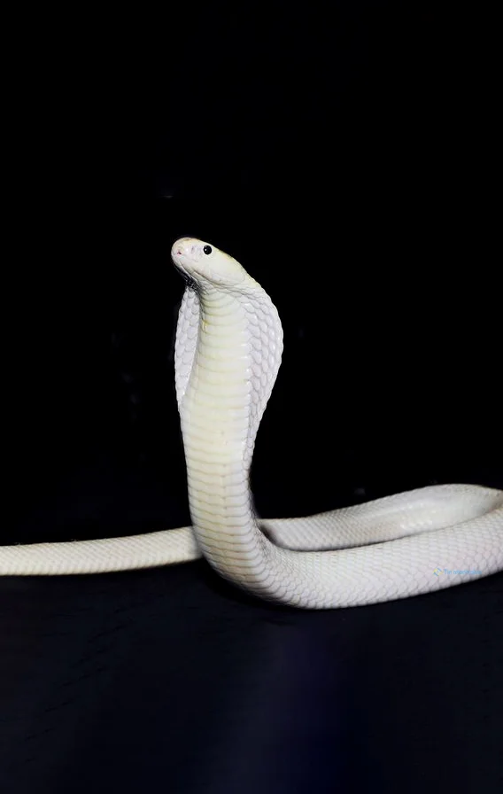 Hình nền con Rắn cho điện thoại