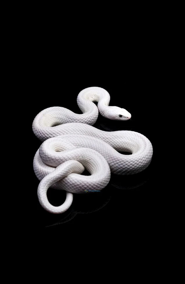 Hình nền con Rắn cho điện thoại