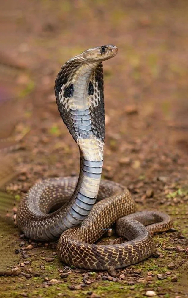 Hình nền con Rắn cho điện thoại