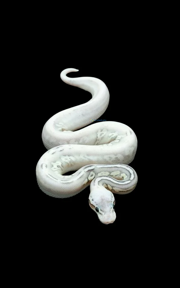 Hình nền con Rắn cho điện thoại