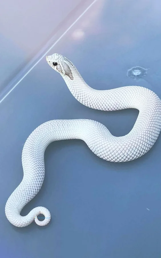 Hình nền con Rắn cho điện thoại
