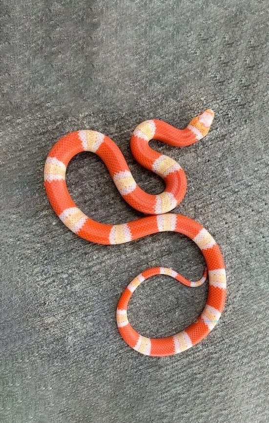 Hình nền con Rắn cho điện thoại