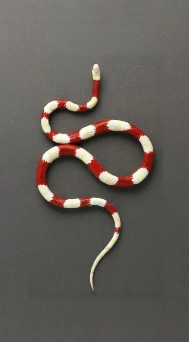 Hình nền con Rắn cho điện thoại