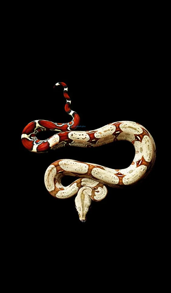 Hình nền con Rắn cho điện thoại
