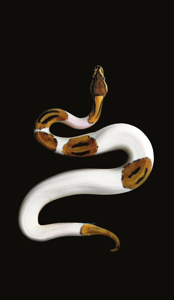 Hình nền con Rắn cho điện thoại